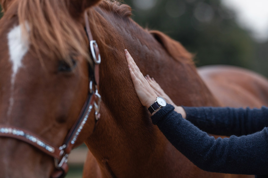 Horsebeat Pferdefotografie