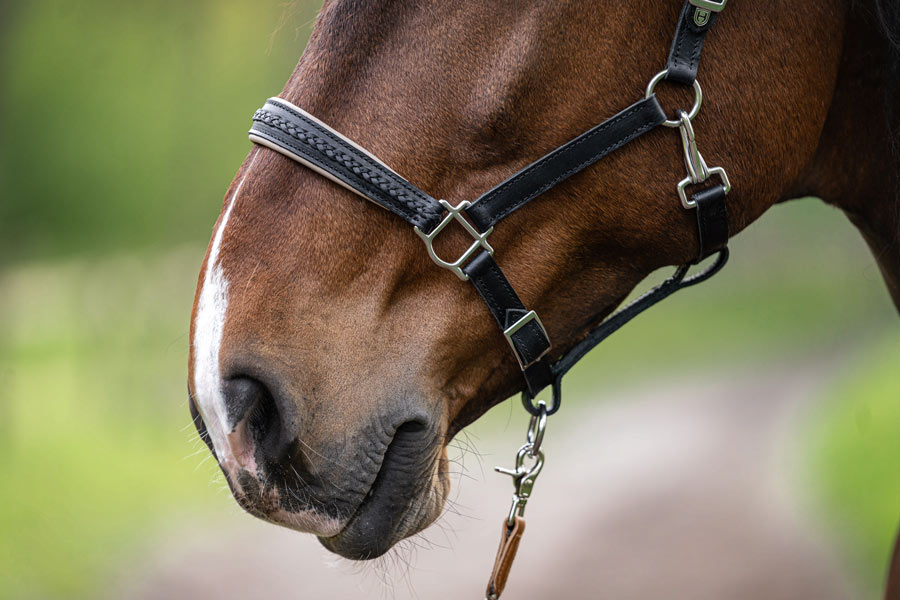 Horsebeat Pferdefotografie