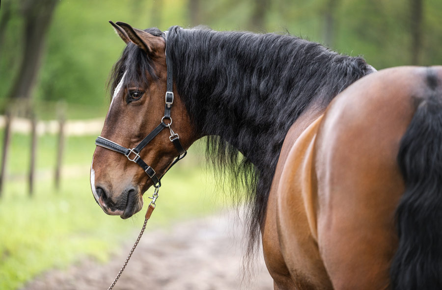 Horsebeat Pferdefotografie