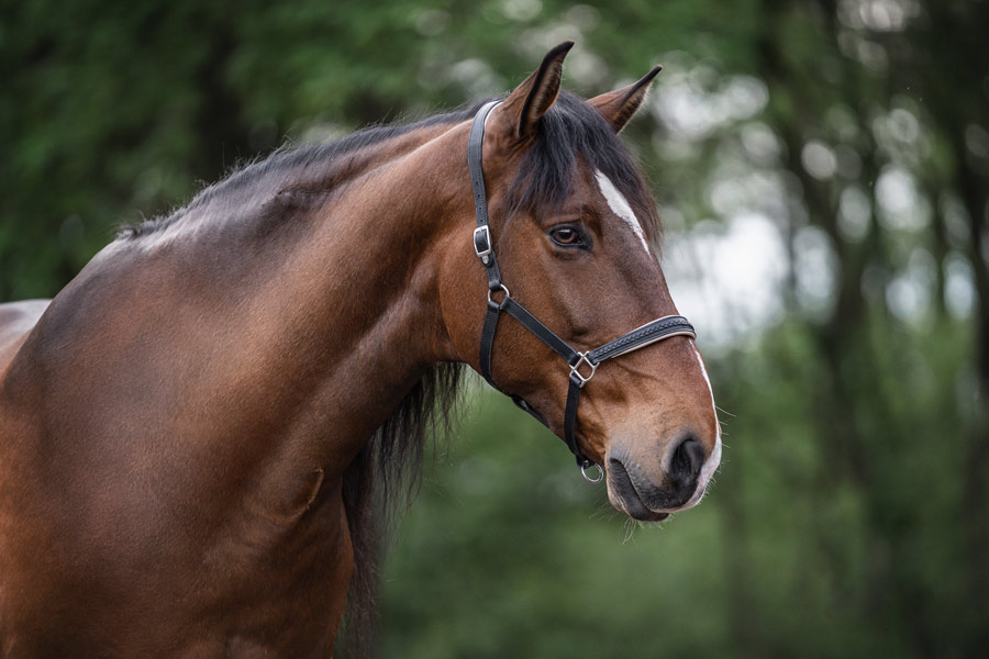 Horsebeat Pferdefotografie