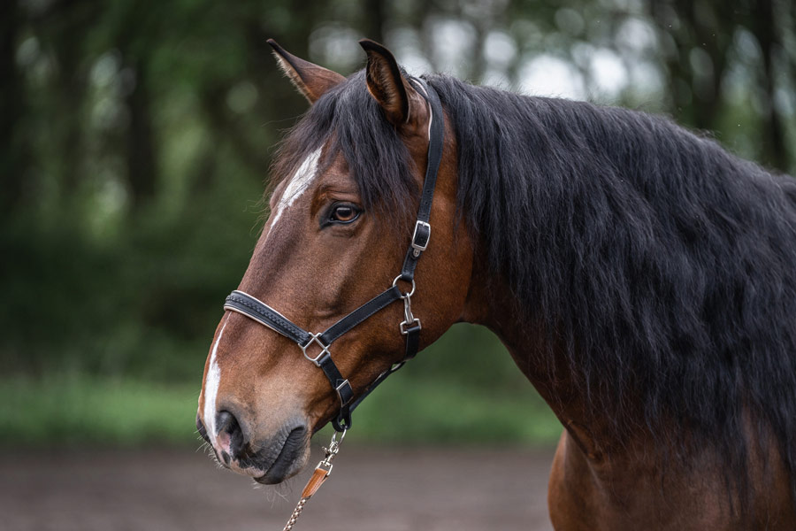 Horsebeat Pferdefotografie