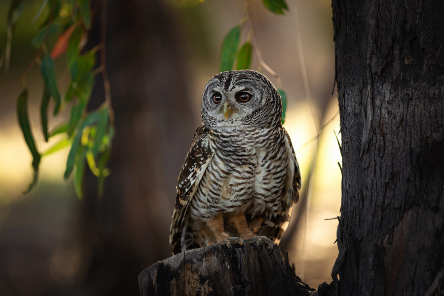 Tierfotografie