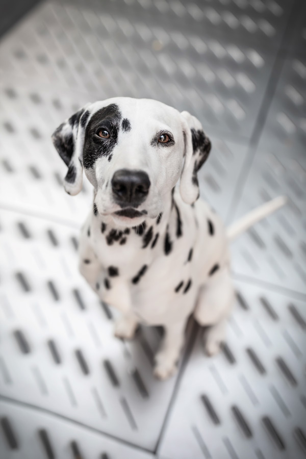 Hundefotografie