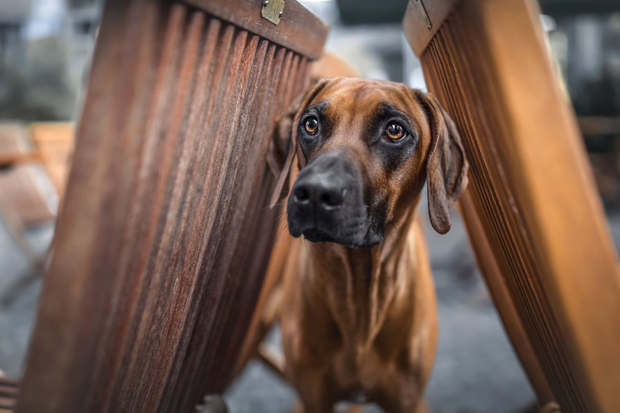 Hundefotografie