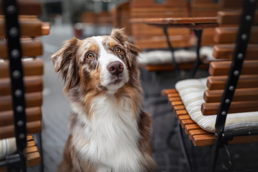 Hundefotografie