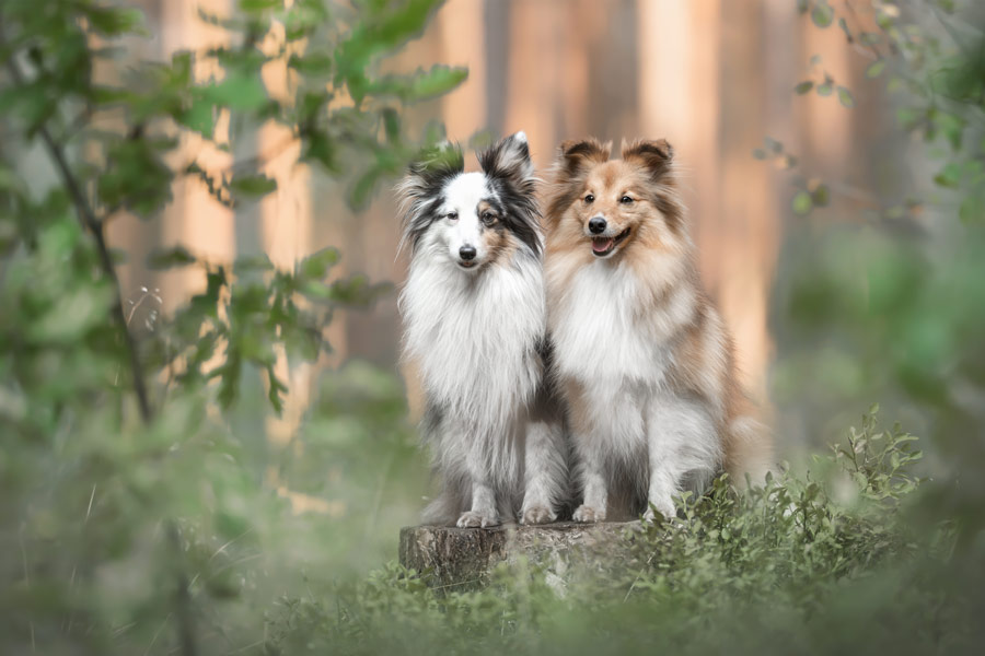 Hundefotografie