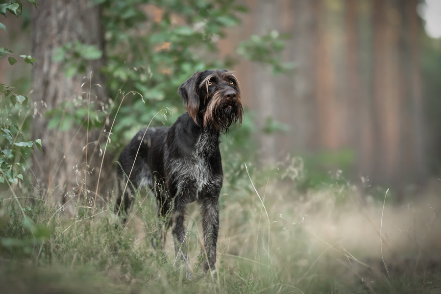 Hundefotografie