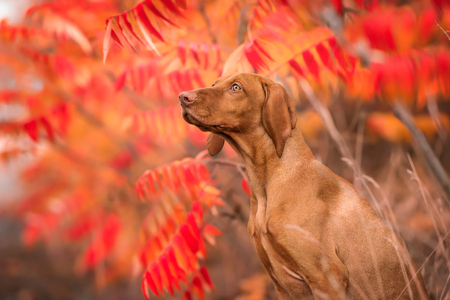 Hundefotografie