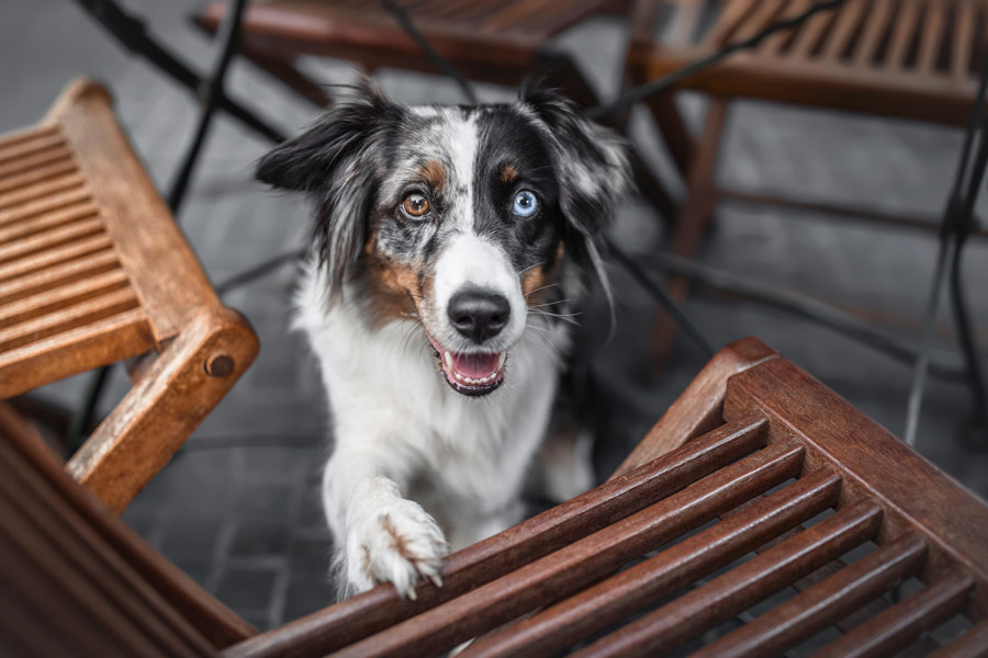 Hundefotografie