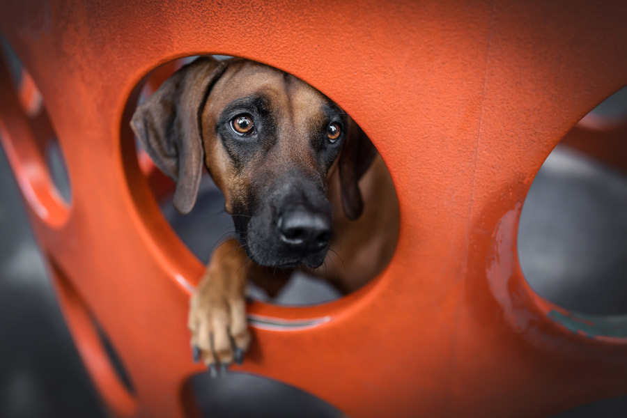 Hundefotografie