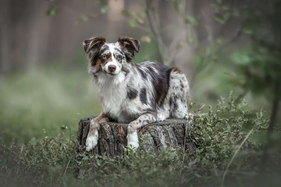 Hundefotografie