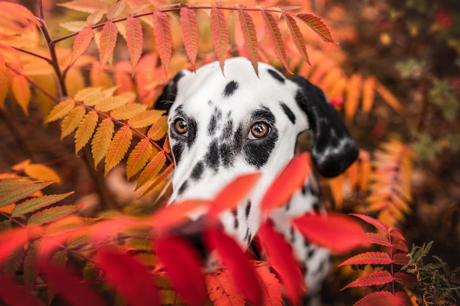 Hundefotografie