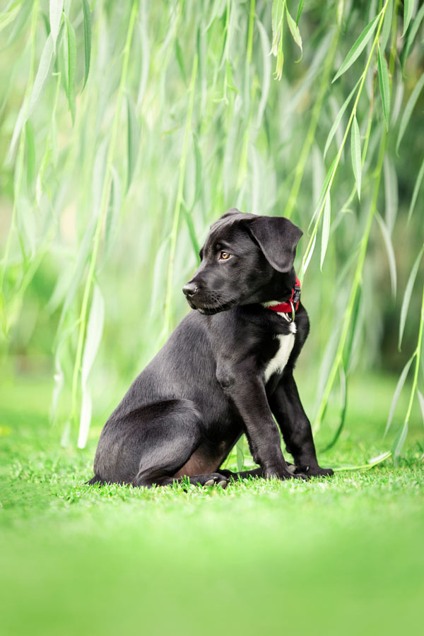 Hundefotografie