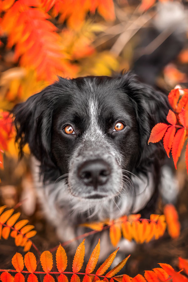 Hundefotografie