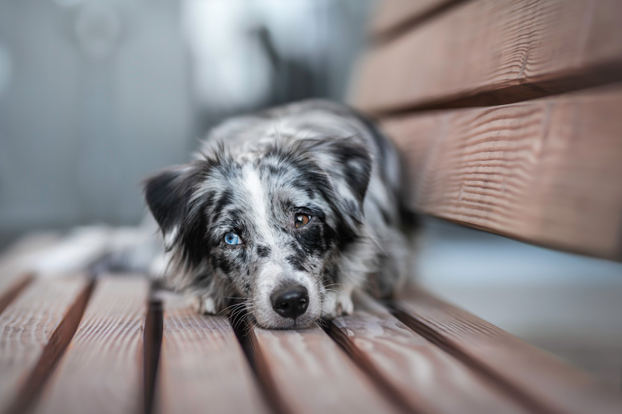 Hundefotografie