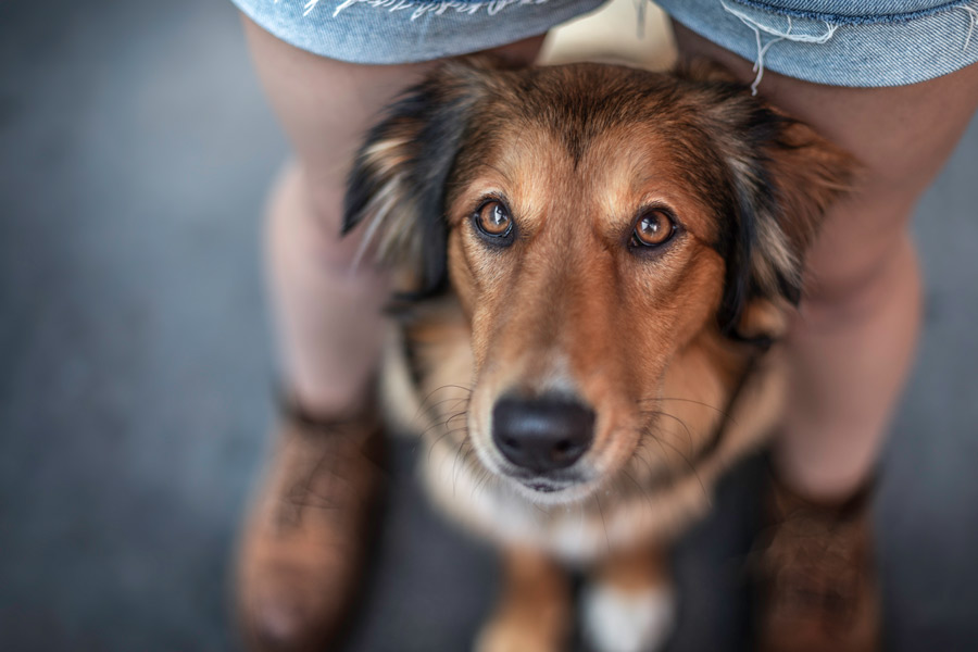 Hundefotografie