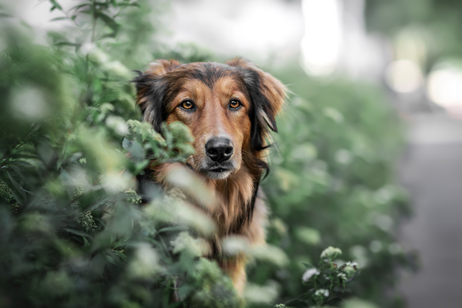 Hundefotografie