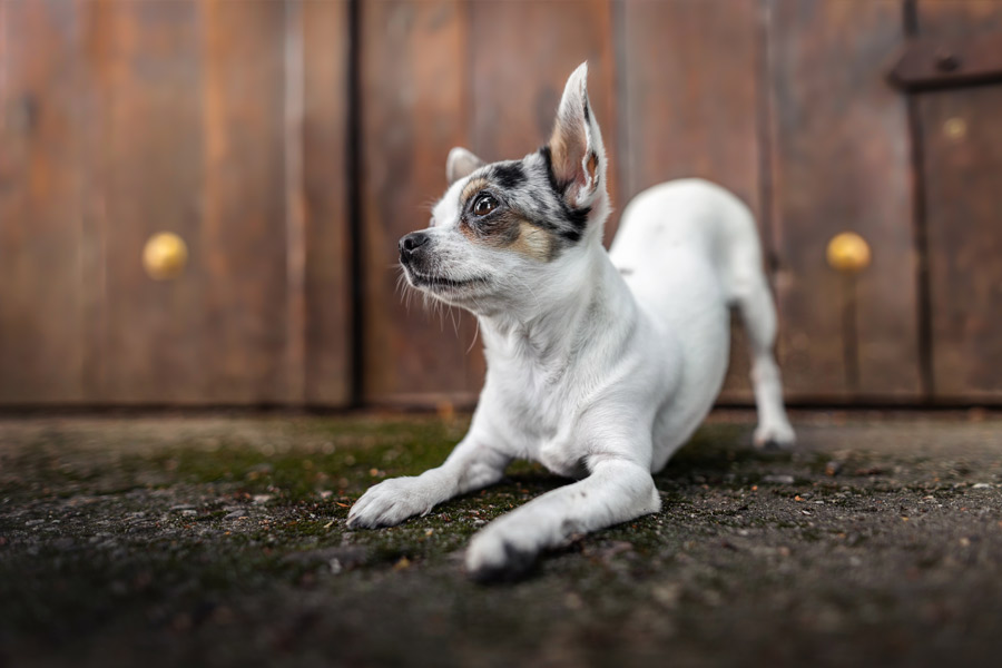 Hundefotografie