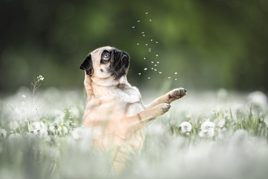 Hundefotografie