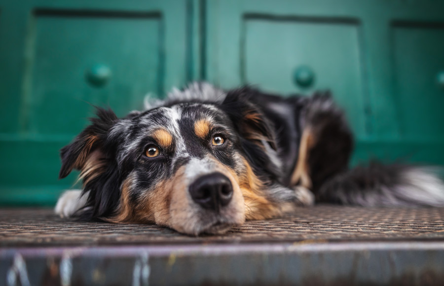 Hundefotografie