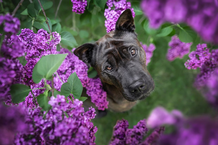 Hundefotografie