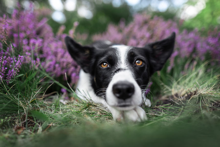 Hundefotografie