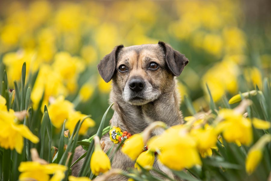 Hundefotografie