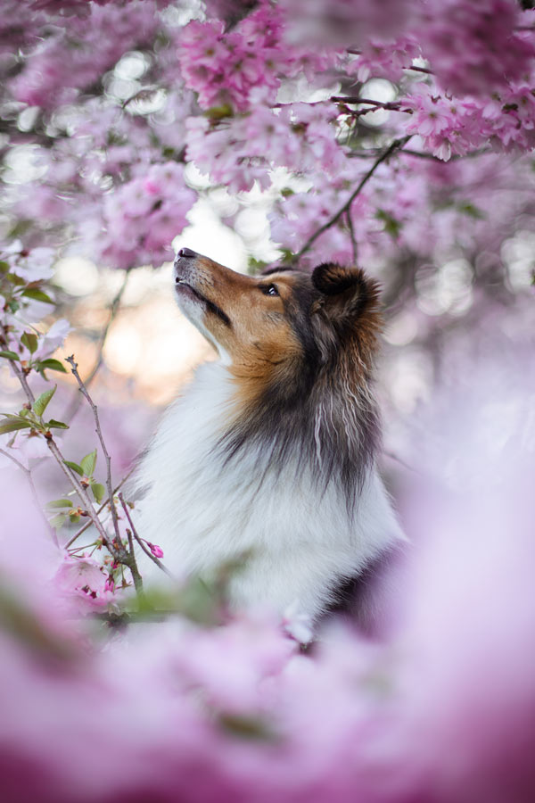 Hundefotografie