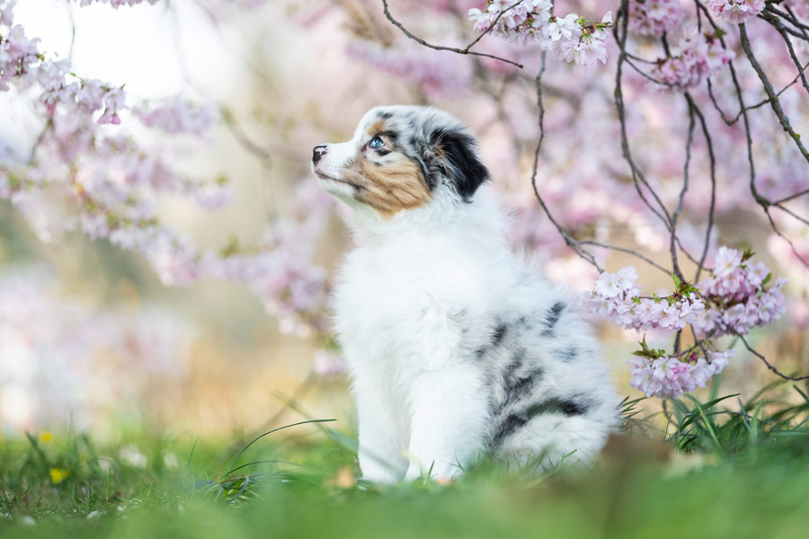 Hundefotografie