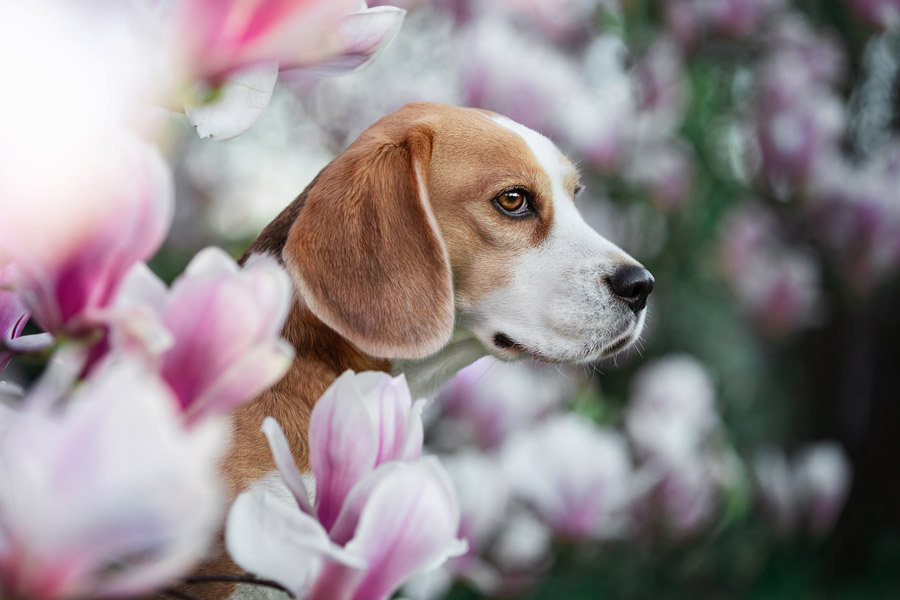 Hundefotografie