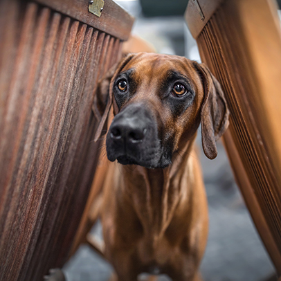 Foto für Hundefotografie